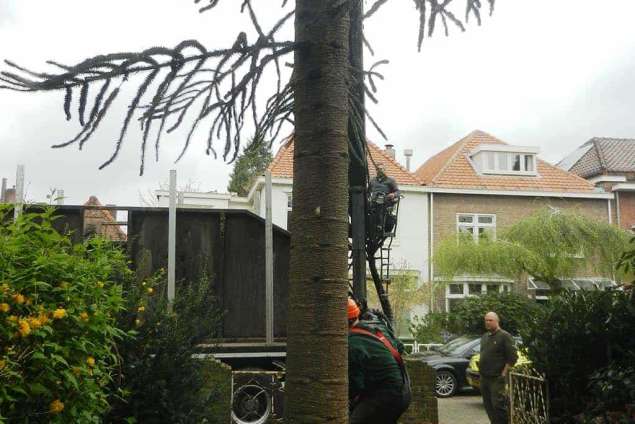 rooien kappen van bomen in Klundert